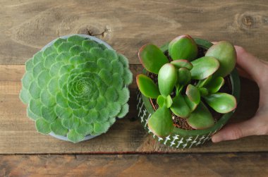 Two succulent plants on a wooden background. clipart