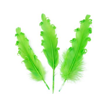 Üç yeşil tüy. Boşluğu kopyala.