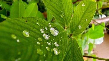 Fıstık yaprağında birkaç küçük ve büyük çiy damlası var. Yeşil çimen yapraklarının ayrıntıları.