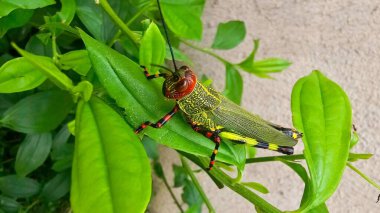 Çekirge ya da kırmızı başlı ve bacaklı cırcır böceği, yeşil ve sarı gövdeli. Yeşil yaprakların üzerine tünemiş.
