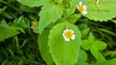 Beyaz yapraklı küçük çiçekler ve yeşil yapraklı sarı merkezler..