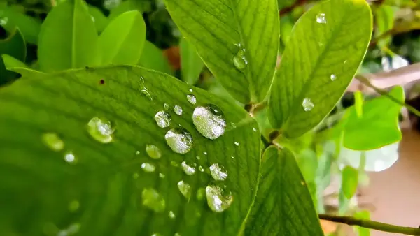 Yerfıstığı otunun yeşil yapraklarının üzerinde çeşitli boyutlarda çiğ damlaları var..