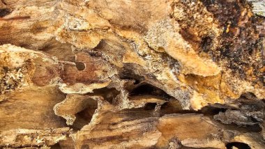 Eski, kuru ağaç gövdesi deliklerle dolu ve eski odunları kemiren böcekler tarafından aşındırılmış..