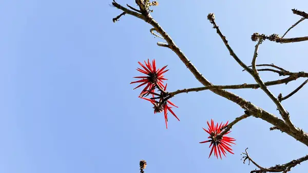 İnce ağaç dalları ve egzotik kırmızı yapraklı çiçekler. Gergin kışın maviliğiyle çelişiyor..