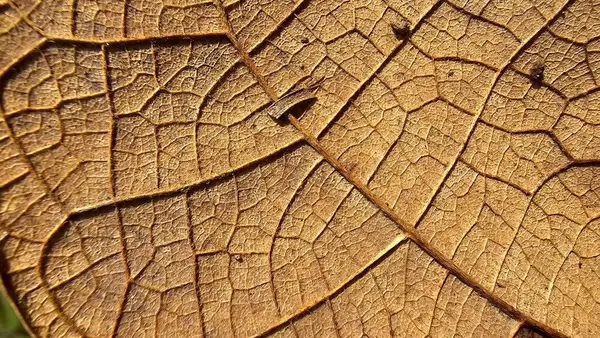 Makro fotoğrafçılık, kuru kahverengi ağaç yaprağının yapılarının ve gövdelerinin detaylarını yakalar.