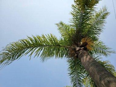 Büyük Brezilya hindistan cevizi ağacı, uzun, yeşil yapraklı. Geniş, uzun, kahverengi gövdeli bir ağaç..