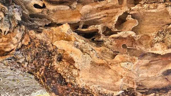 Çürümüş karamel renkli ağaç odunu, kemiren böcekler tarafından yenmiş ve bitki # 39 'un gövdesinde birkaç deliğe neden olmuş..