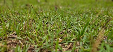 Toprağın dokusunu ve yeşil çimlerin detaylarını vurgulayan makro fotoğrafçılık.