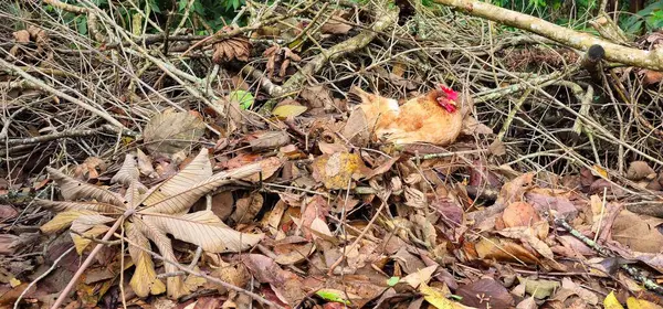 Yuvasında kuluçkaya yatmış özgür bir tavuk. Kuluçka sürecini gerçekleştirmek için yuvasında uzanan özgür bir tavuk. Kuşun etrafına toplanmış kuru yapraklar ve dallar..
