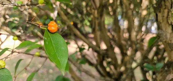 Yeşil yapraklı Surinam kiraz meyvesi. Arka planda hala yeşil meyveler ve Surinam kiraz ağacının ince ve uzun dalları var..