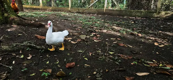 Beyaz ördek yere düştü. Beyaz ördek karanlık toprak arazide serbest kaldı. Arka planda, direkli bir çit ve ağacın arkasında bir horoz var..