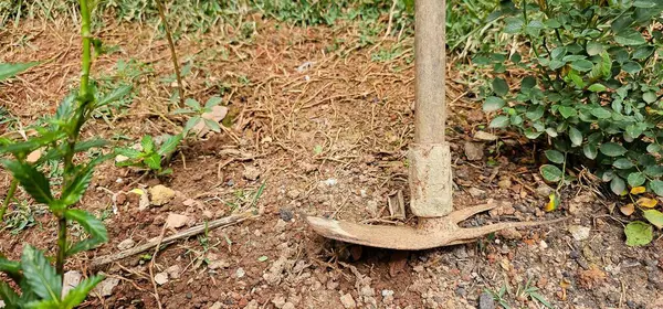 Yabani otların üzerinde eski bir alet. Ahşap saplı paslı bir alet. Çiftlik işlerinde kullanılan çapaya benziyor. Aletinin etrafında bilinmeyen yabani otlar olan toprak zemin.