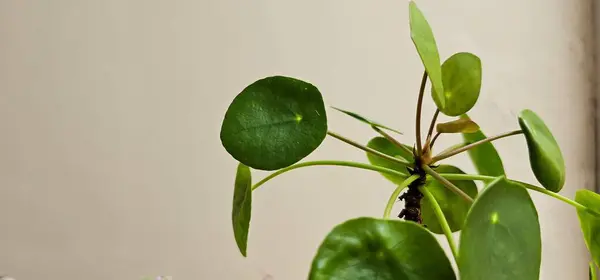 Yuvarlak yeşil yapraklar ve uzun saplar. Yuvarlak yeşil yapraklar ve uzun, ince saplar. Açık bej duvarlı arka plan ve doğal ışık