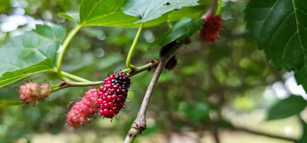 Bahçede frenk üzümü
