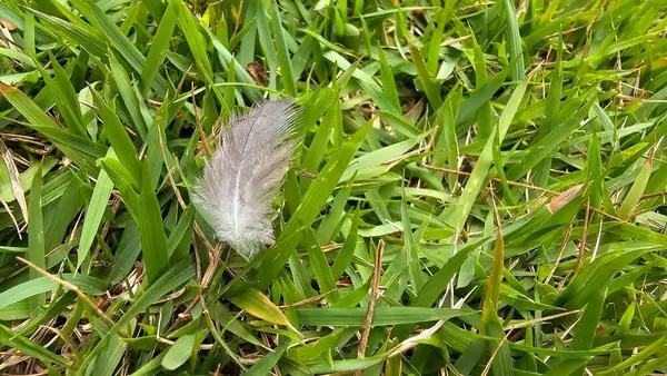 Beyaz ve gri kuş tüyü yeşil çimlere, çimen dokusuna düşmüş..
