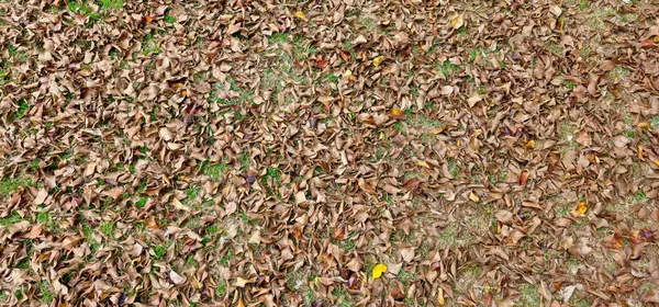 Ağaçtan yüzlerce yaprak düştü ve yemyeşil çimlerle kurudu..