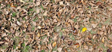 Küçük kahverengi yapraklar yemyeşil çimlere düştü. Brezilya 'da tipik ilkbahar manzarası.