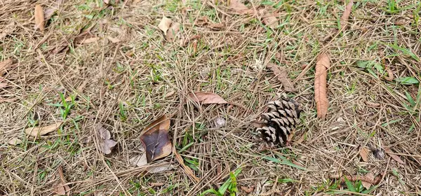 Çimlerin üzerindeki eski çam meyvesi. Dal ve kuru organik madde ile kaplı..