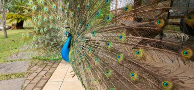 Kuyruk tüyleri açık mavi tavus kuşu. Açık hava alanının zemininde tavus kuşu var. Arka planda ağaçlar ve çimenler.