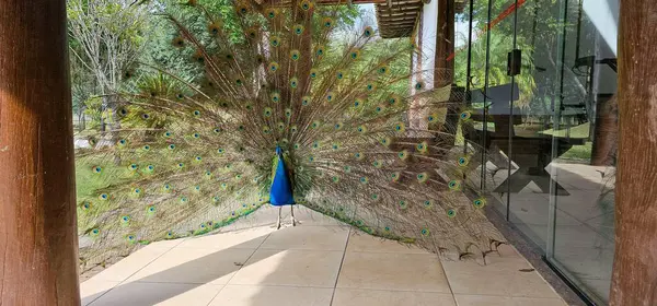 Kuyruk tüyleri yayılmış güzel mavi tavus kuşu. Arka planda ağaçlar ve ahşap detaylarla dolu bir balkondaki tavus kuşu..