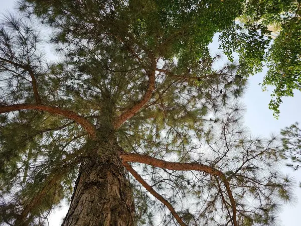 Kalın gövdeli ve dallı uzun bir çam ağacı. Aşağıdan görünen ağaç. Bulutlu gökyüzü. Çevreleyen ağaçların yeşil yapraklarıyla tezat.