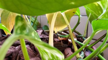 Bir bitkinin yeşil ve sarımsı yaprakları plastik bir tencerede ve alt tabakasında çam kabuğu var. Tamires Thin, uzun saplı. Arkaplanda beyaz kaplama.