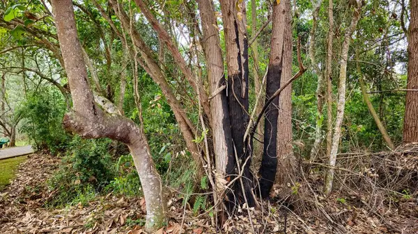Ormanın ortasında yanmış ağaçlar. Kömürleşmiş ağaç gövdeleri. Ağaçların etrafındaki kuru yapraklar. Kalın gövdeler ve çalılıklarda yeşil yapraklar..