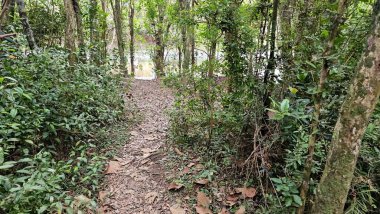 Ormanın ortasında, ağaçların arasında bir patika var. Bitkilerin arasındaki yolda kuru yapraklar var. Arka planda küçük bir göl. Patikanın etrafında birkaç ağaç var..