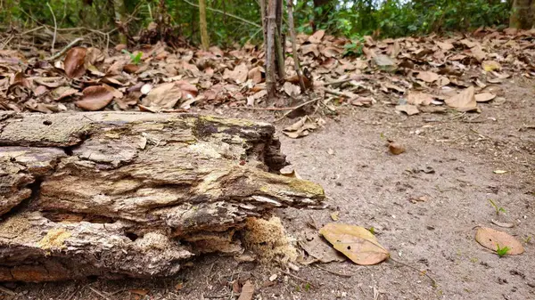 Çürümüş ağaç gövdesi yerde yatıyor. Yere saçılmış kuru yapraklarla odun yığını. Arka planda yeşil yapraklı ağaçlar. Delikler ve noktalarla aşınmış ahşap.