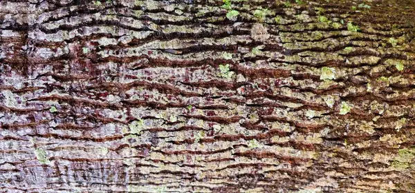 Mantarlı ağaç kabuğu dokusu. Doğal ahşap dokusu. Ağaç kabuğu dokulu ahşap.