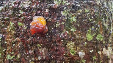 Yağmurdan nemlenmiş bir ağacın gövdesinden çıkan direnç. Brezilya ağaçlarının doğal reçinesi. Ağaç gövdesi ağaç reçinesi salıyor. Ağaç kabuğunda mantarlı bir sandık..