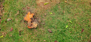 Ağacın dibinde ağaç gövdesi teması. Kesilmiş ağaç gövdesi. Bagajda yemyeşil çimenler var. Yere saçılmış kuru yapraklar..
