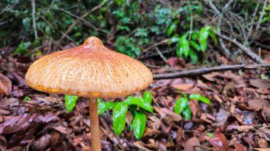 Makrofotoğrafçılık büyük bir mantarın detaylarını gösteriyor. Kuru yaprakların ve yere düşen ince dalların arasında mantar. Yerdeki organik maddeler arasında bazı yeşil yapraklar.