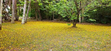 Küçük sarı taç yapraklı çiçeklerle kaplıydı. Brezilya 'nın kahverengi ağacından düşen çiçekler. Rahatlatıcı manzarası olan büyük bir park..