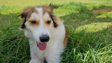 Ormanın ortasında dili çıkmış yorgun bir hayvan. Dilini çıkarmış siyah burunlu, ormanda yatan beyaz köpek. Parkta güneşli bir gün Geniş çimenli.