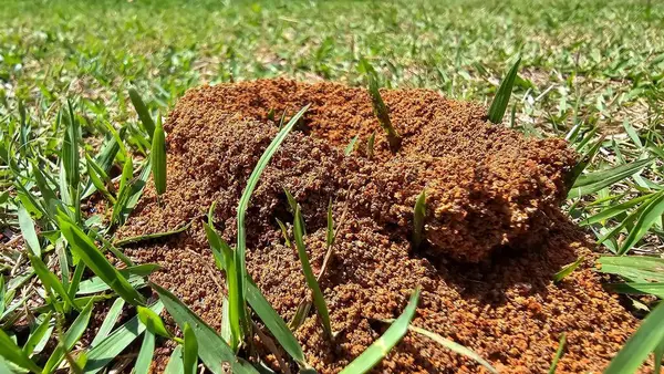 Yerden karınca yuvası çıkan büyük bir çimenliğin makrofotoğrafçılığı. Kırmızı toprak tanecikli küçük bir karınca yuvasının girişi konik bir yapı oluşturuyor. Karınca girişinin etrafındaki çimenler.