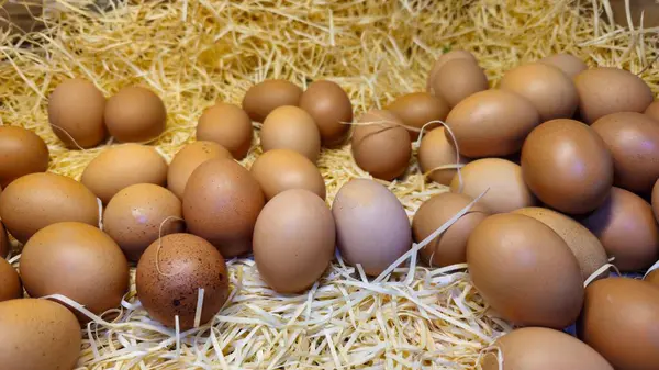 Bir sepet kuru çimende kırmızı tavuk yumurtası. Yumurtadan çıkmak için yuvada tavuk yumurtası. Yumurtalı tavuk yuvası..