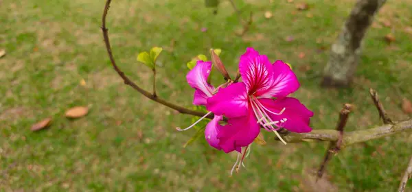 İnce bir ağaç dalında pembe bir çiçek. Renkli parklar ve meydanlar için güzel çiçeklerle dolu bahar mevsimi.