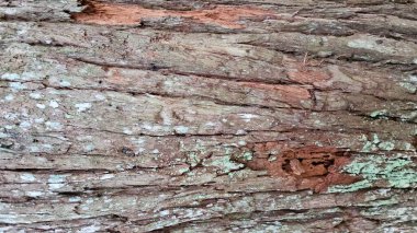 Kırsal ağaç kabuğunun eskimiş dokusu. Yıllanmış grimsi kahverengi desenli ağaç gövdesi.
