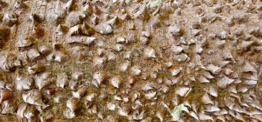 Keskin dikenli kapok ağacı vadisi dokusu. Dikenli ağaç. Brezilya ağacının gövdesinde dikenler.