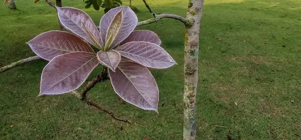 İnce dalları olan kadife yapraklar. Ağaçta kahverengi yaprak kümesi. Arkaplandaki yemyeşil çimenler yeşilliklerle çelişiyor