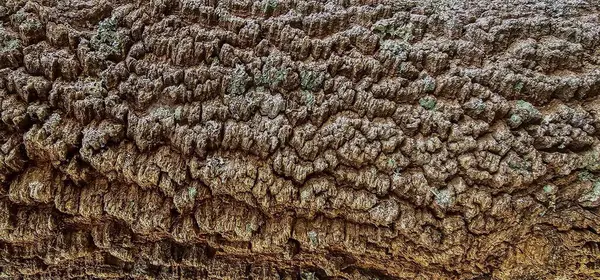 Ağaç gövdesinin doğal katı dokusu. Ağaç gövdesinden yapılmış ahşap. Doku doğal ortamda bulunur..