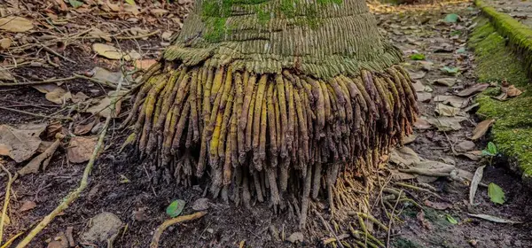 Yerin üstünde duran palmiye kökleri. Yerin üstünde kökleri olan bir palmiye ağacı gövdesi. Çevredeki topraklarda organik madde