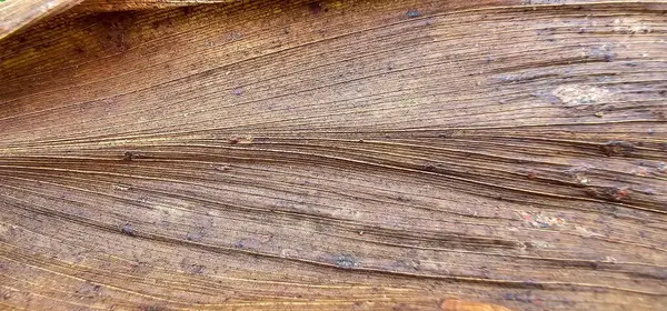 Sıvı halindeki kurumuş yaprak dokusu. Yaprak doğal olarak doğal ortamda kurumuş..