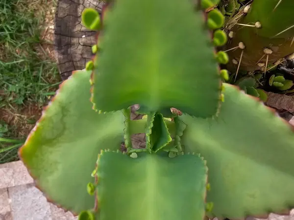 Yapraklarında deseni olan sulu bitkilerden oluşan yeşil yapraklar. Bahçede bitki yetiştirmek. Bitkilerle ilgilenmek. Refah terapisi evdeki bitkilerle ilgilenmektir..