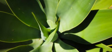 Bitkinin ortasında tomurcuk olan geniş yeşil yapraklar. Büyük yeşil yapraklı egzotik bitki.