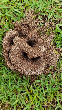 Karıncalar tarafından kazılmış toprak dereceleriyle yapılmış bir karınca yuvası. Gramlarla karınca yuvası teslimatı. Girişi organik formlarda olan Anthill..