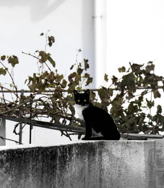 美丽的黑白猫在墙上晒日光浴 背景上的葡萄叶子 — 图库照片