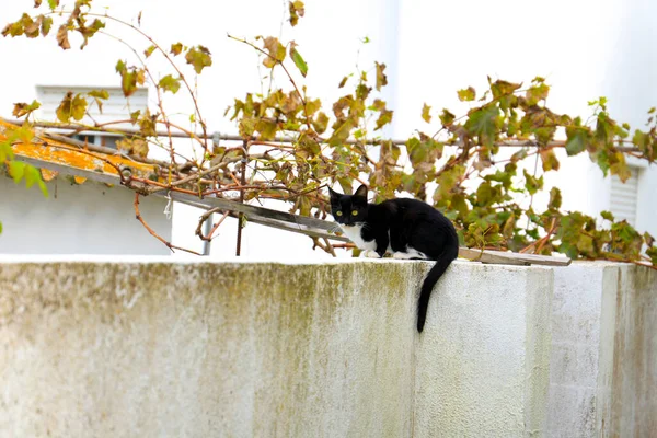 Schöne Schwarz Weiße Katze Sonnt Sich Der Wand Traubenblätter Hintergrund — Stockfoto