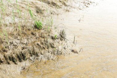 Reed, Portekiz, Alcacer 'deki Sado Nehri' nin kıyısında bitki örtüsü ve çamur var.